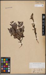 Salix bicolor Ehrh. ex Willd.